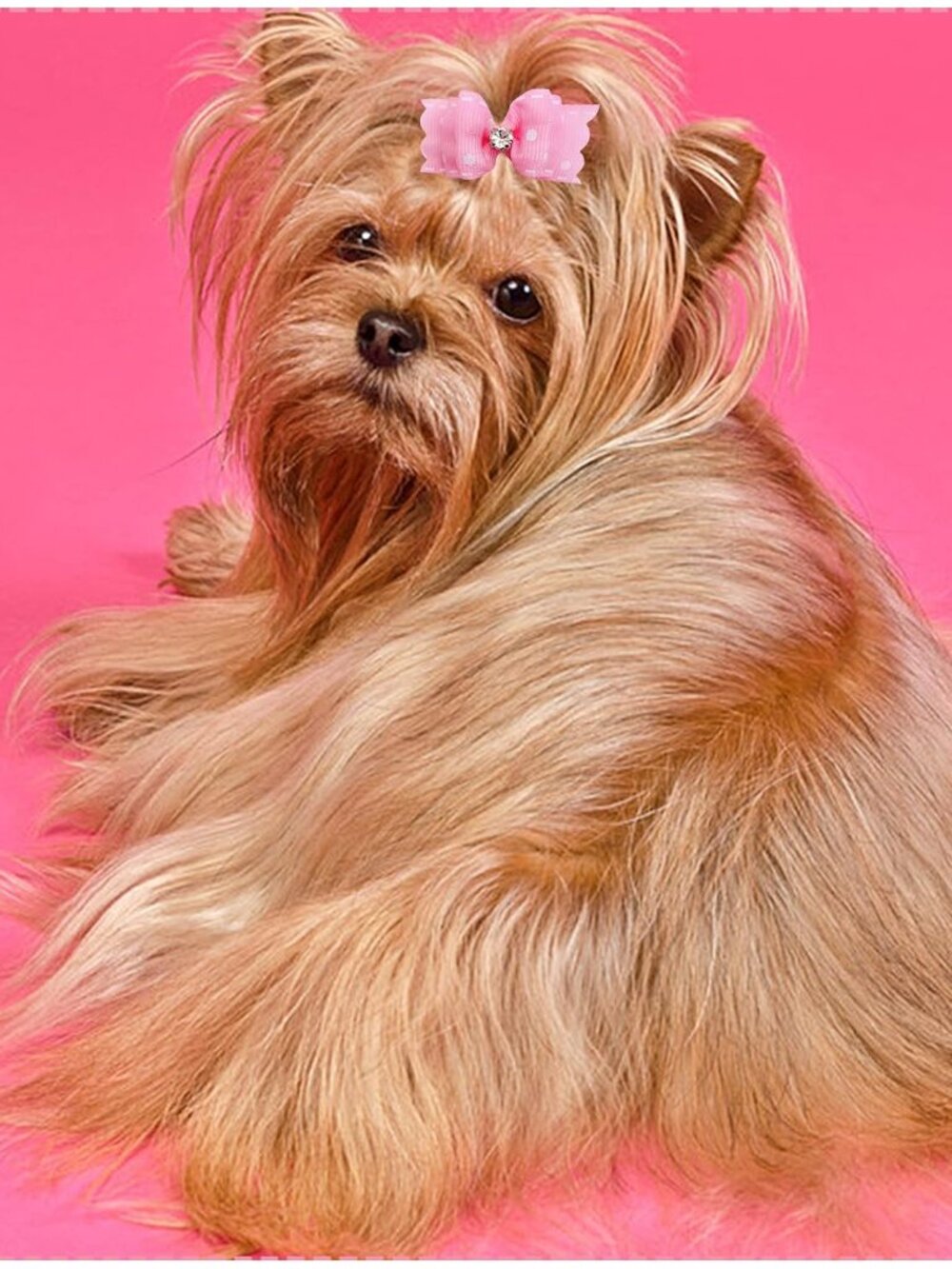 Mixed Styles Pet Cat Puppy Topknot Small Dog Hair Bows with Rubber Bands Groomin - Picture 6 of 8
